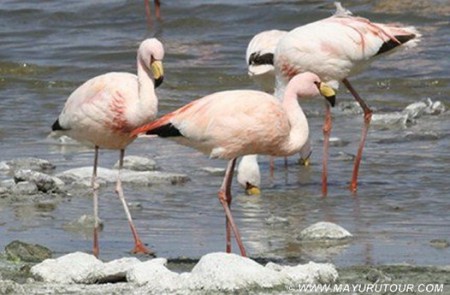 FLAMENCO DE JAMES:Habita en el salar de Surine al interios de Arica.